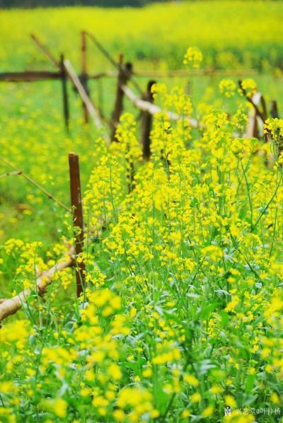 叶仲桥生活-今天下午到市美协副主席，美女画家童平珍家乡彩风考察，市美协国画艺委会成员写生创作【图4】