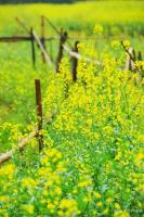 艺术家叶仲桥生活:今天下午到市美协副主席，美女画家童平珍家乡彩风考察，市美协国【图3】