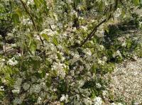 艺术家杨牧青日记:春风力劲，
乱生闲情。
梨花落，
如雪似泣。
莫悲伤【图0】