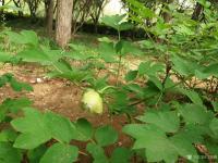 艺术家马晓薇日记:第一次画绿牡丹，与众好友分享。马晓薇作品【图0】