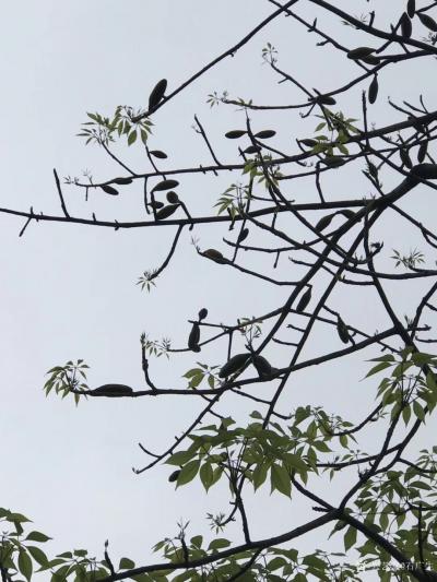 石广生日记-国画《木棉花》
每天晨练，看惯了花开花落。今早抬头一看，惊见木棉树上结了一个个【图2】