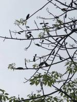 艺术家石广生日记:国画《木棉花》
每天晨练，看惯了花开花落。今早抬头一看，惊【图1】