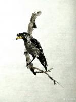 艺术家赵梅日记:国画动物～八哥
  墨分五彩，浓淡干湿各抒其韵！墨为大雅，【图0】