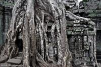 艺术家马培童日记:十三，焦墨雕吴哥，笔笔金石气。
  焦墨雕吴哥，笔笔金石气【图2】