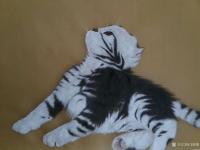 艺术家马晓薇日记:多年不画动物，尝试用绢画，感觉更细腻，【图0】