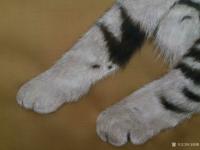 艺术家马晓薇日记:多年不画动物，尝试用绢画，感觉更细腻，【图4】