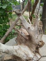 艺术家徐能凯日记:感受小院宁静，写枯木神韻。【图0】