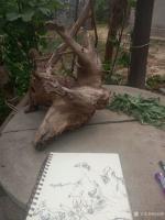 艺术家徐能凯日记:感受小院宁静，写枯木神韻。【图2】