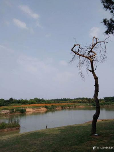 赵永利日记-南京市美协组织的高淳写生培训交流会，我的写生作品。在创作基地内有这么一棵树，独立【图3】