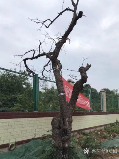 郑诚日记-枯树写生作品欣赏。
人生坦坦荡荡清清白白，做事踏踏实实勤勤恳恳，自在就好。【图1】