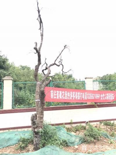 郑诚日记-枯树写生作品欣赏。
人生坦坦荡荡清清白白，做事踏踏实实勤勤恳恳，自在就好。【图3】