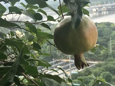 石广生日记-《题阳台石榴》
数年前亲友自西安来，携石榴苗两棵相赠，言骊山树种。今年开花结果【图1】