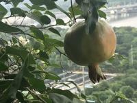 艺术家石广生日记:《题阳台石榴》
数年前亲友自西安来，携石榴苗两棵相赠，言骊【图0】