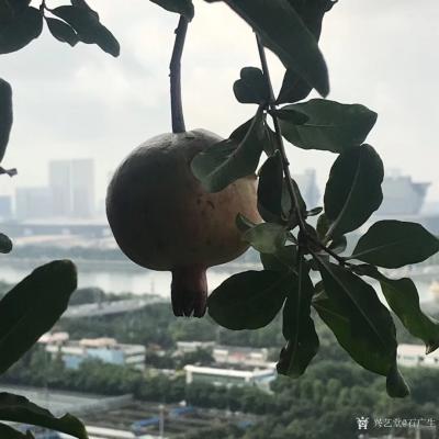 石广生日记-《题阳台石榴》
数年前亲友自西安来，携石榴苗两棵相赠，言骊山树种。今年开花结果【图3】