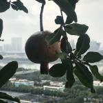 石广生日志-《题阳台石榴》
数年前亲友自西安来，携石榴苗两棵相赠，言骊【图3】