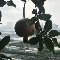 艺术家石广生日记:《题阳台石榴》
数年前亲友自西安来，携石榴苗两棵相赠，言骊【图2】