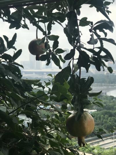 石广生日记-《题阳台石榴》
数年前亲友自西安来，携石榴苗两棵相赠，言骊山树种。今年开花结果【图2】