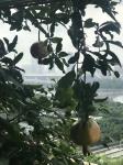 石广生日志-《题阳台石榴》
数年前亲友自西安来，携石榴苗两棵相赠，言骊【图2】