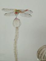 艺术家赵志民日记:工笔画蜻蜓：《小荷才露尖尖角，早有蜻蜓立上头。》尺寸（45*【图1】