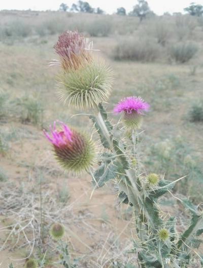 郭志普日记-岘子五家河写生，及作品【图2】