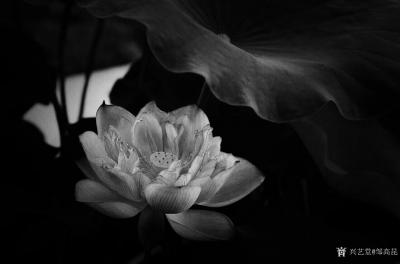 邹高昆日记-莲花藏世界
笔墨隐真如
戊戌五月廿二日 子宽【图3】