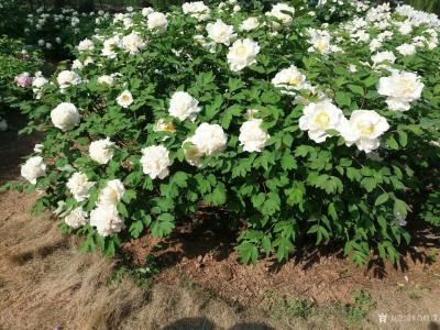 马晓薇日记-扇面《百花图》系列作品，手如柔荑，肤如凝脂，领如蝤蛴，齿如瓠犀，螓首蛾眉，巧笑倩【图3】