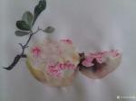 马晓薇日志-笔底明珠无处卖，闲抛闲掷野藤中。工笔静物写生画《石榴》组合【图2】