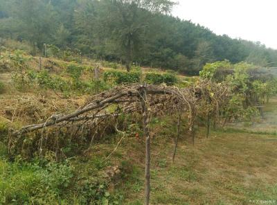杨牧青日记-悠然谷行吟
杨牧青

秋露田园心身安，
枝头鹊儿叫声欢，
葫芦架下问前【图2】