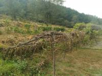 艺术家杨牧青日记:悠然谷行吟
杨牧青

秋露田园心身安，
枝头鹊儿叫声【图1】