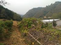 艺术家杨牧青日记:悠然谷行吟
杨牧青

秋露田园心身安，
枝头鹊儿叫声【图2】