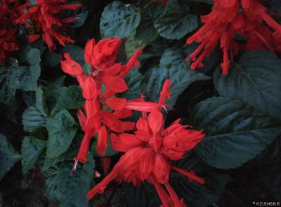 杨牧青日记-云水谣·秋吟
杨牧青

仲秋云水天
身心归自然
留点糊涂
来点清醒
【图1】