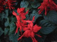 艺术家杨牧青日记:云水谣·秋吟
杨牧青

仲秋云水天
身心归自然
留【图0】