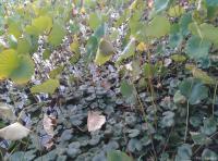 艺术家杨牧青日记:云水谣·秋吟
杨牧青

仲秋云水天
身心归自然
留【图5】