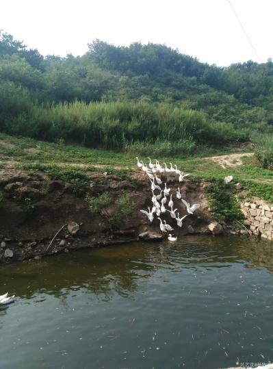 杨牧青日记-2018年9月26日，仲秋气清，天地祥和，人类上古文化谱系研究课题组、新商道领袖【图9】