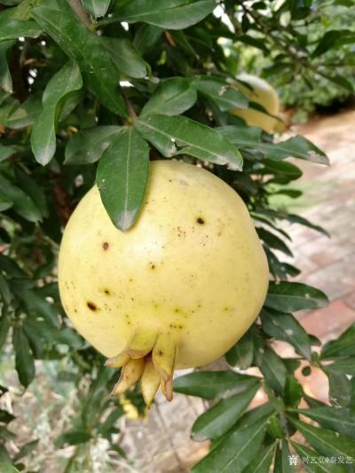 秦发艺生活-进家门先接水管冲院子。一湿润，就舒适了～【图4】