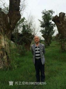 15902938295书法作品《王春荣书法》价格1000.00元