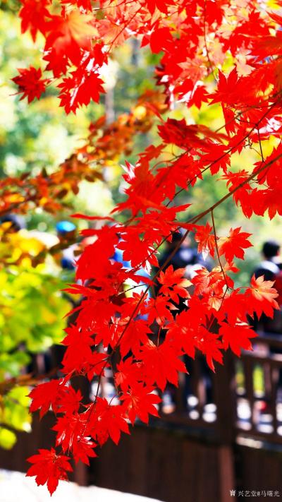 马曙光生活-秋天红枫正浓，一年丰收在望【图1】