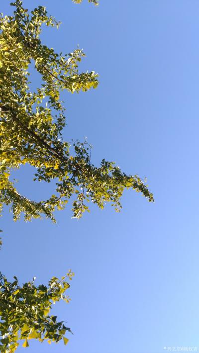 杨牧青日记-行吟二首

卧观天净蓝
静看风动银杏叶
飒飒相让
黄老绿嫩怎忍分离
【图1】