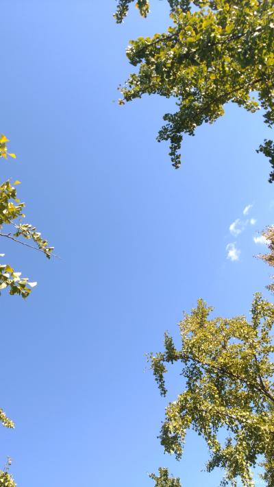 杨牧青日记-行吟二首

卧观天净蓝
静看风动银杏叶
飒飒相让
黄老绿嫩怎忍分离
【图2】