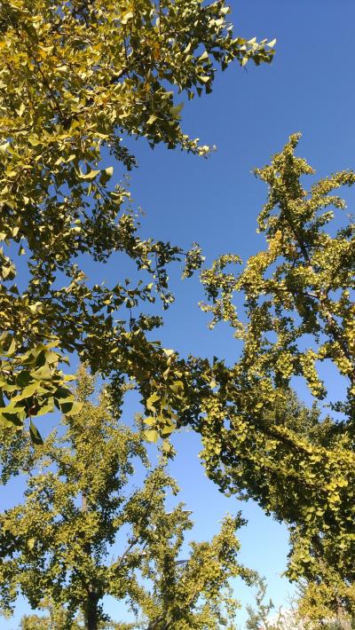 杨牧青日记-行吟二首

卧观天净蓝
静看风动银杏叶
飒飒相让
黄老绿嫩怎忍分离
【图4】