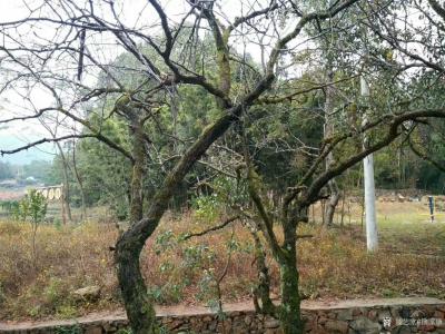 徐家康生活-徐涛老弟有句：烟雨江南秋入画，竹园深处论禅茶。横峰的魅力乡村建设成绩斐然，民风纯【图4】