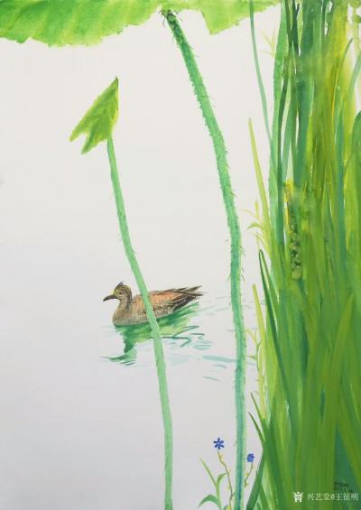 王征明日记- 国画水意画《绿荷》系列作品，尺寸80x80cm，荷花配蝴蝶，绿荷配游鱼，绿荷配【图4】