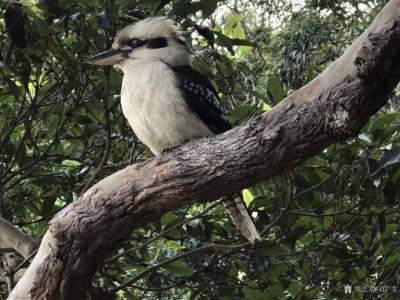石广生日记-国画花鸟画《笑翠鸟和蓝花楹》，题诗文曰：“东风漫紫雪，鸟来花气新，故乡千里外，海【图5】