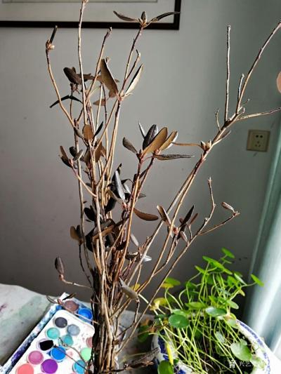 陈培泼日记-诗歌新作《高山杜鹃》作者-陈培泼

这个不声不响的家伙
其貌不扬
面容枯【图1】