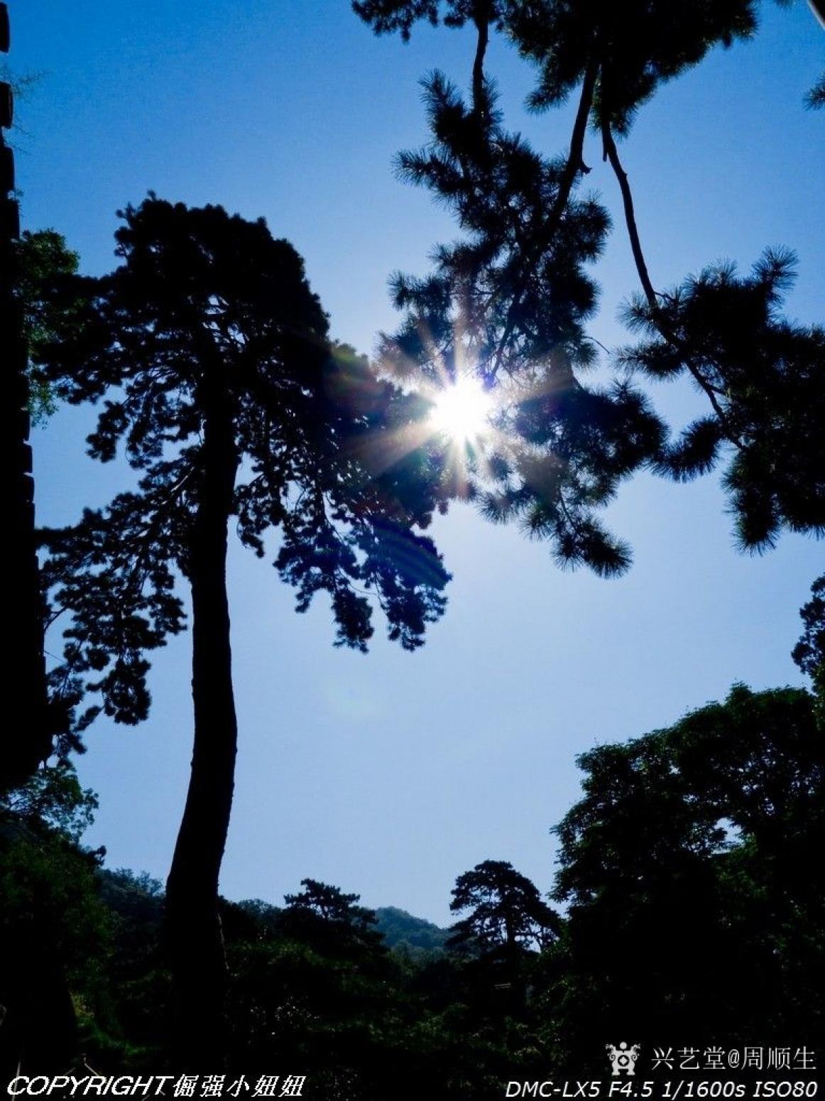 周顺生国画作品《四尺斗方松影风华》【图2】