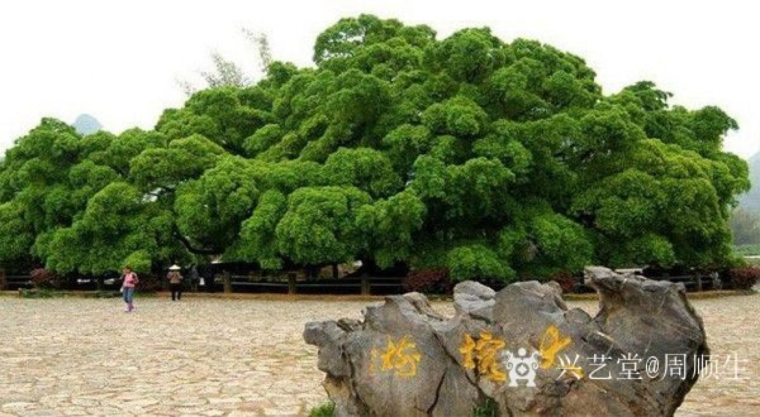 周顺生国画作品《四尺斗方古榕迎春》【图0】