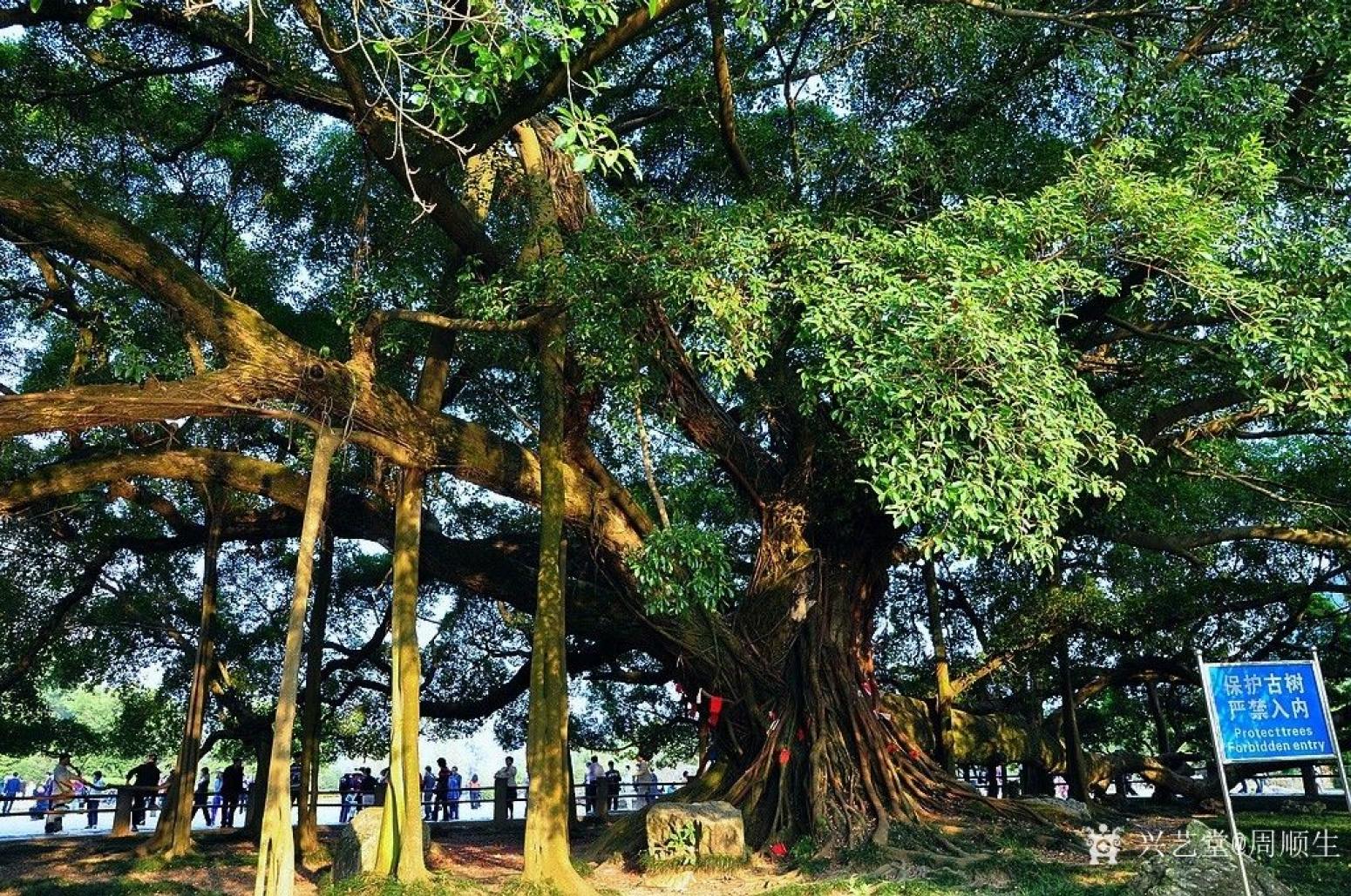 周顺生国画作品《四尺斗方古榕迎春》【图4】