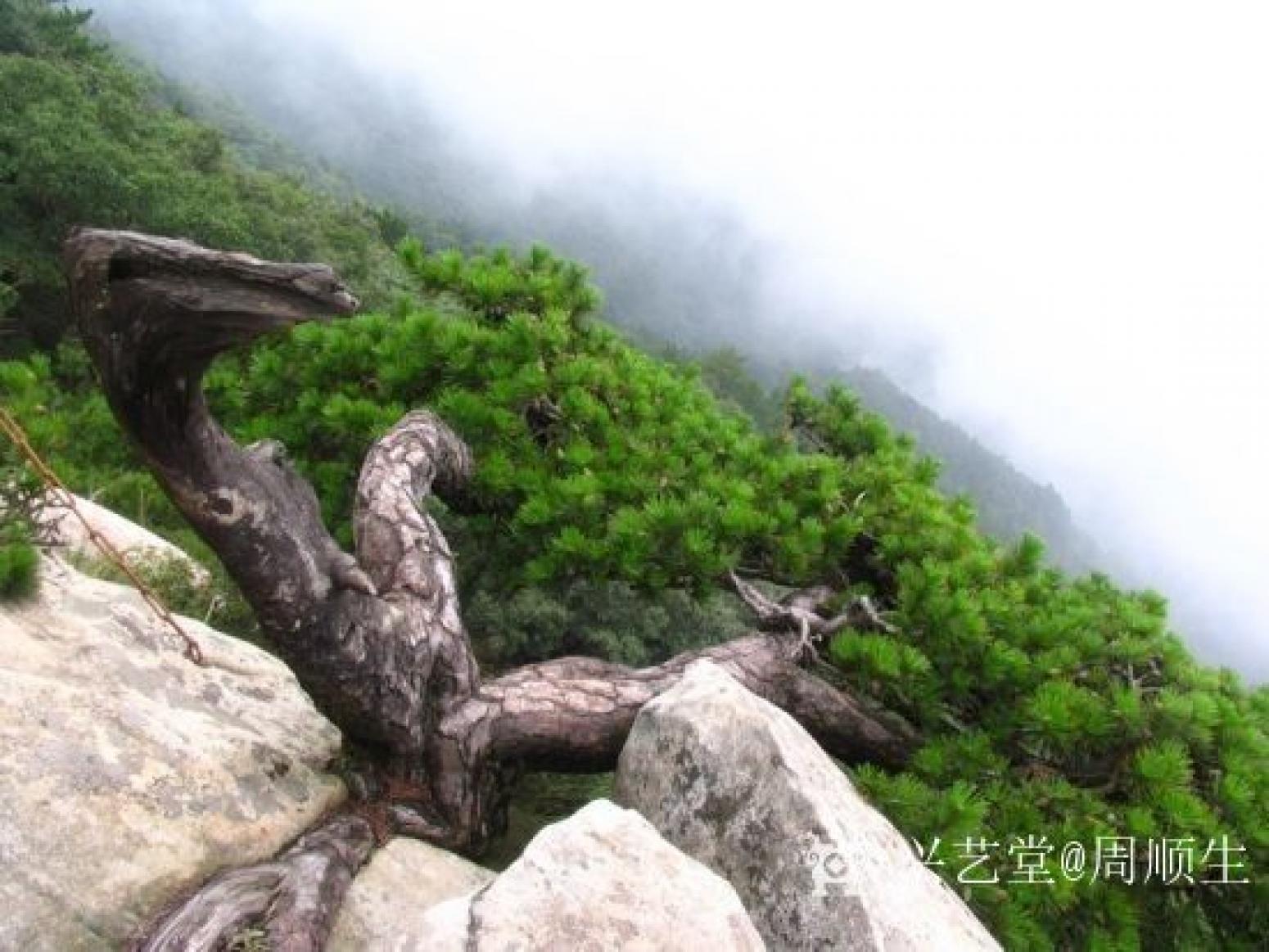 周顺生国画作品《四尺三开松华古春》【图1】