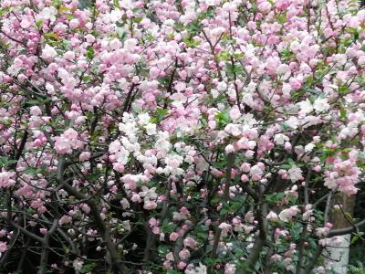 马曙光生活-阳春三月  春暖花开
外出走走  其乐融融【图1】