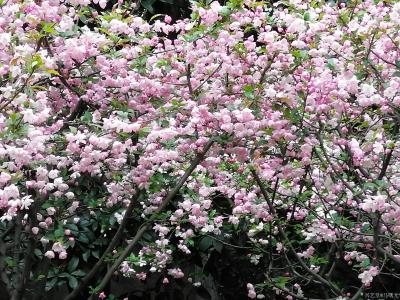 马曙光生活-阳春三月  春暖花开
外出走走  其乐融融【图2】